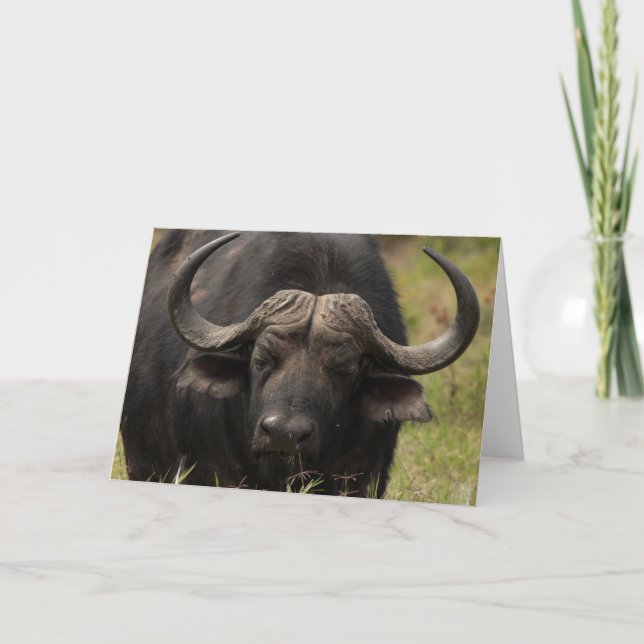 Weidewasser Buffalo Grußkarte Karte (Vorderseite)