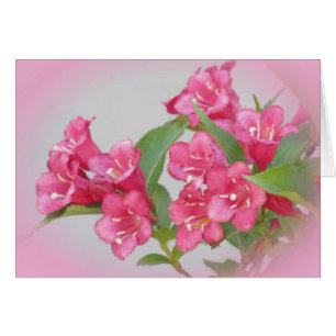 Weigela-Blüte