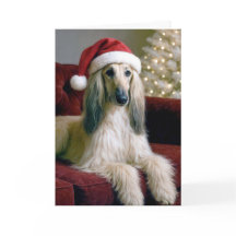 Weihnachten - Afghanischer Hund auf einem Samtcouc