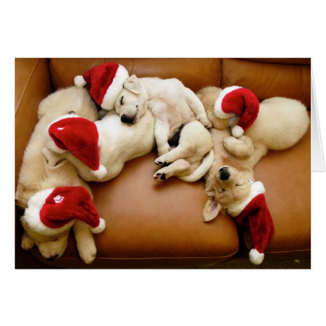 Weihnachten als Hund (Vorderseite (Horizontal))