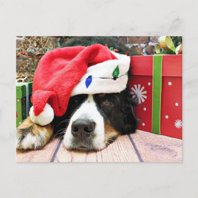Weihnachten - Berner Hund - Mya (Vorderseite)