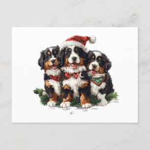 Weihnachten Berner Hunde