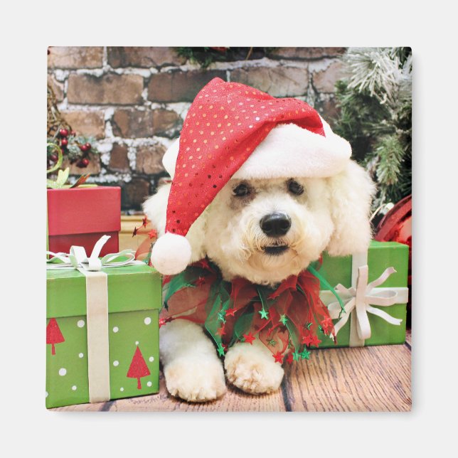Weihnachten - Bichon Frise - Daisy Magnet (Vorne)