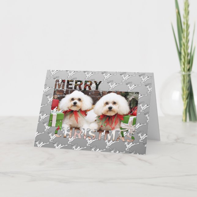 Weihnachten - Bichon Frise - Harry und Hermie (Vorderseite)