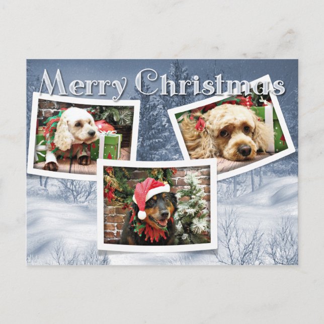 Weihnachten - Border Collie - Cockapoo (Vorderseite)