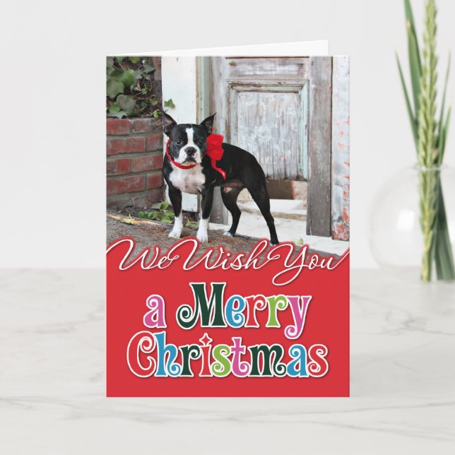 Weihnachten - Boston Terrier - Meilen (Vorderseite)