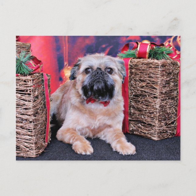 Weihnachten - Brüssel Griffon - Oliver (Vorderseite)