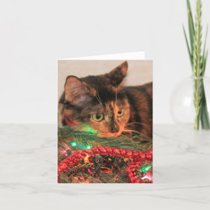 Weihnachten Calico, Cat mag Licht! Blankonoten