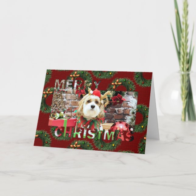 Weihnachten - Cavachon - Max (Vorderseite)