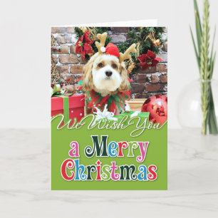 Weihnachten - Cavachon - Max