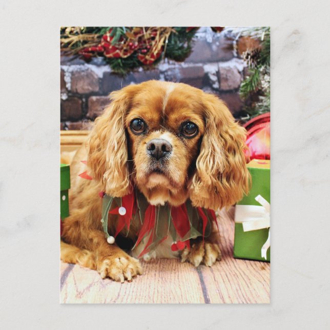 Weihnachten - Cavalier King Charles Spaniel - Lily (Vorderseite)