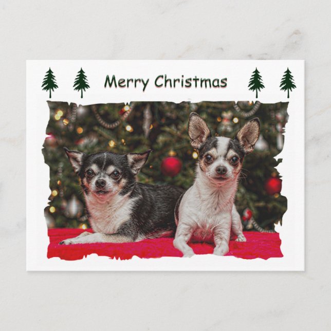 Weihnachten Chihuahuas (Vorderseite)