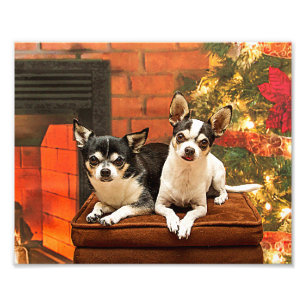 Weihnachten Chihuahuas Fotodruck