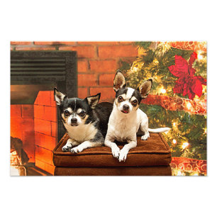 Weihnachten Chihuahuas Fotodruck