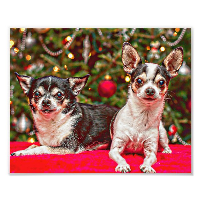 Weihnachten Chihuahuas Fotodruck (Vorne)
