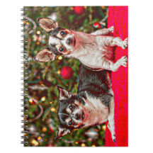 Weihnachten Chihuahuas