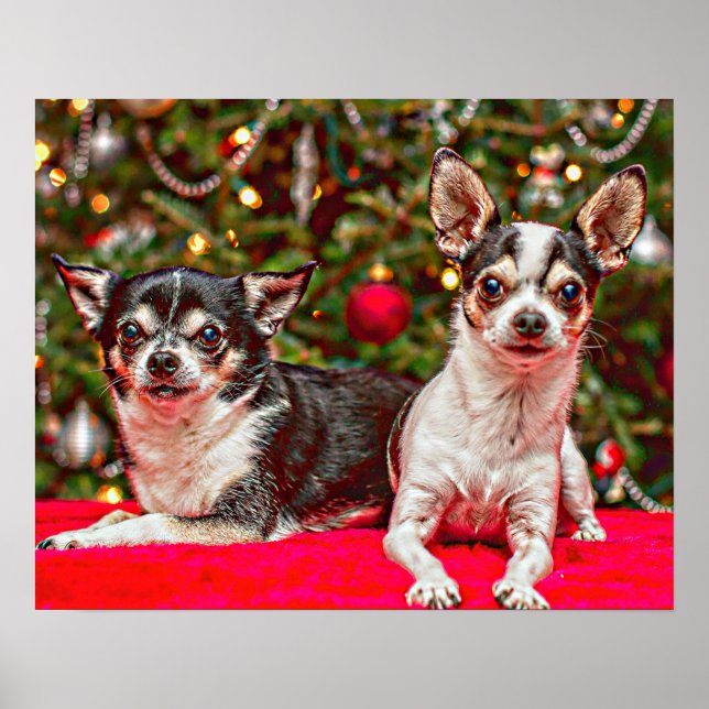Weihnachten Chihuahuas Poster (Vorne)