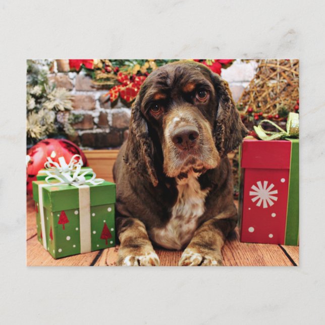 Weihnachten - Cocker Spaniel - Remmy (Vorderseite)