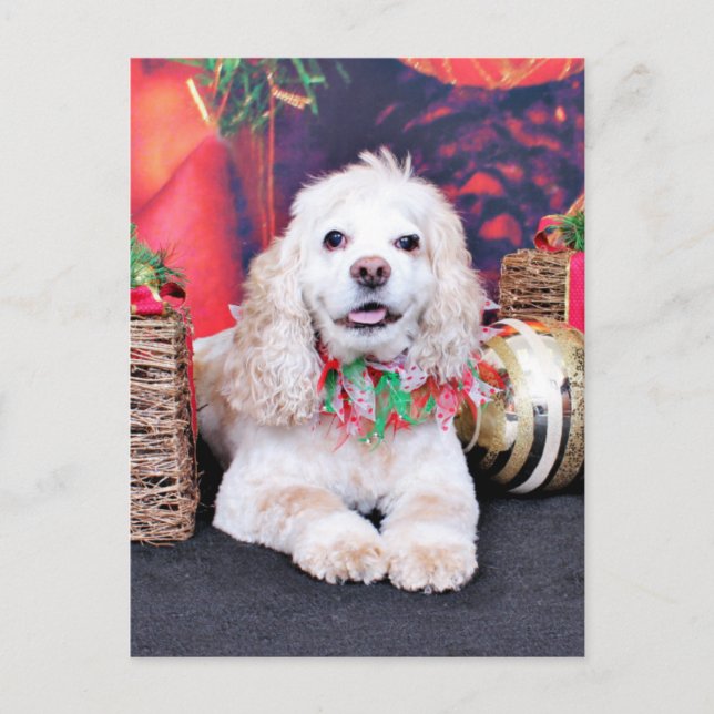 Weihnachten - Cocker Spaniel - Sammy (Vorderseite)