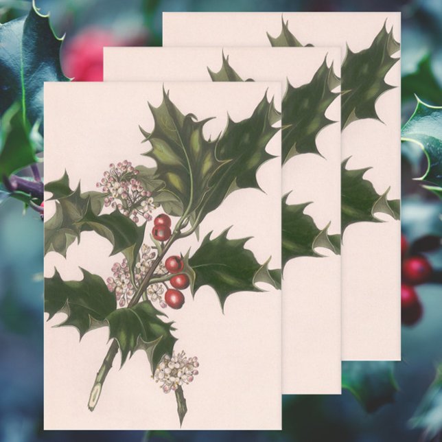 Weihnachten, Holly-Pflanze mit Roten Berries Geschenkpapier Set (Von Creator hochgeladen)