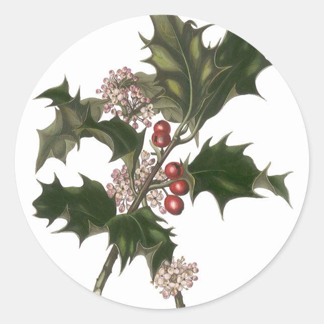 Weihnachten, Holly-Pflanze mit Roten Berries Runder Aufkleber (Vorderseite)