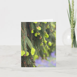 Weihnachten Immergrüner Kiefernbaum Schnee Winter Karte