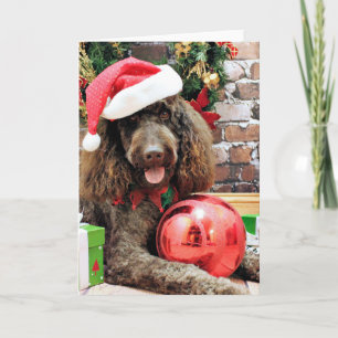 Weihnachten - LabraDoodle - Harley