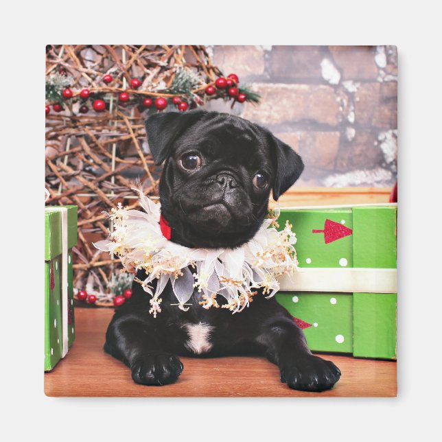 Weihnachten - Mops - Daisy Mae Magnet (Vorne)