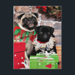 Weihnachten - Mops - Gänseblümchen Mae und Lilie<br><div class="desc">Diese Möpse saßen hübsches für ihre Weihnachtsim August Porträts. Um die Erholung dieses photoshoot zu sehen besuchen Sie www.FrankzPawPrintz.photoreflect.com</div>