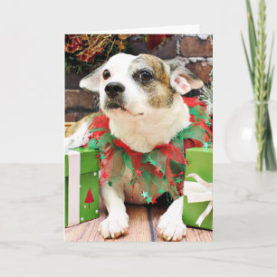 Weihnachten - Pitbull X - Opie