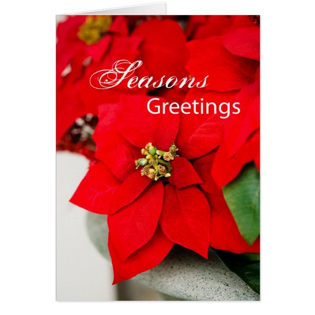 Weihnachten-Poinsettias, Business-Wertschätzung (Vorne)