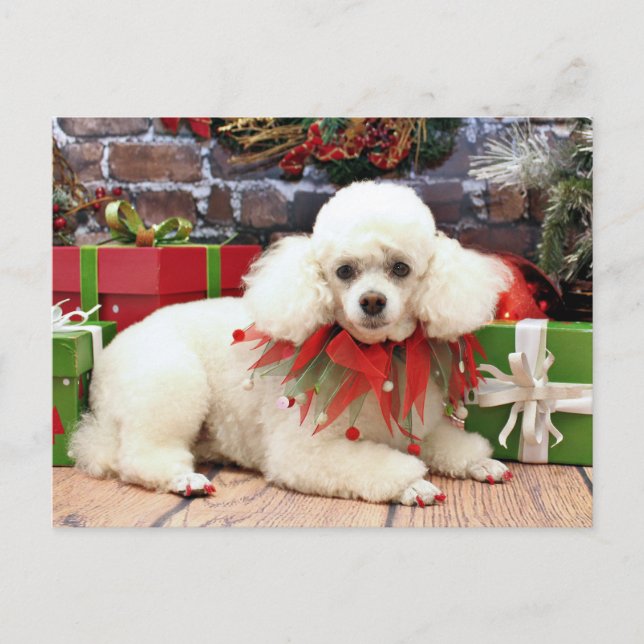 Weihnachten - Pudel - Sophie (Vorderseite)