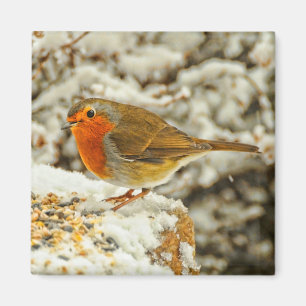 Weihnachten Robin im Schnee in Schottland Magnet