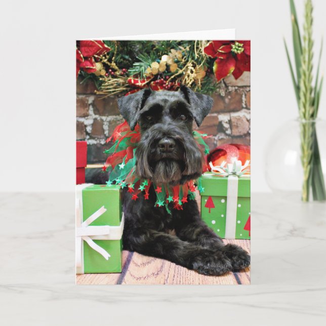 Weihnachten - Schnauzer - Fergie (Vorderseite)