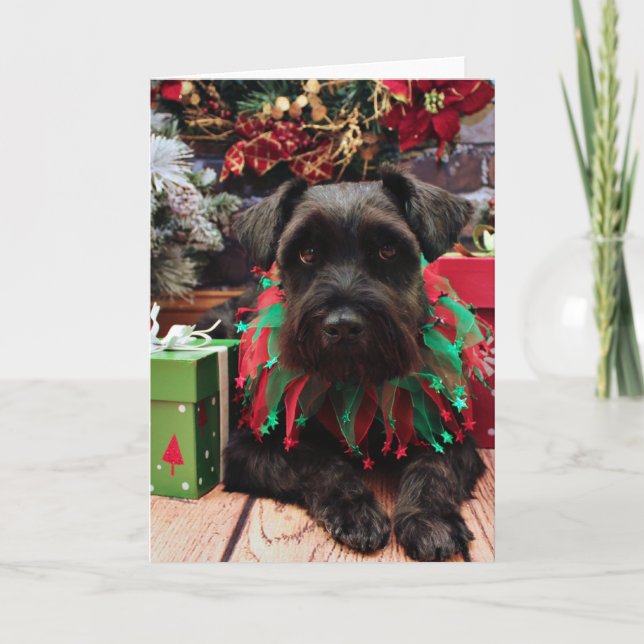 Weihnachten - Schnauzer Mix - Bentley (Vorderseite)