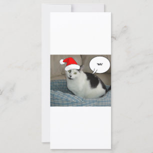 Weihnachten Schwarz und Weiß Kitten