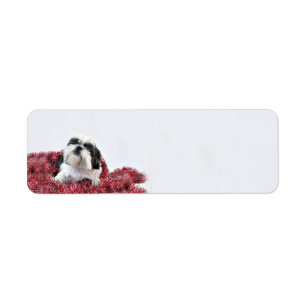 Weihnachten Shih Tzu