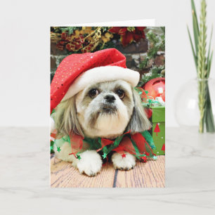 Weihnachten - Shih Tzu - Ding