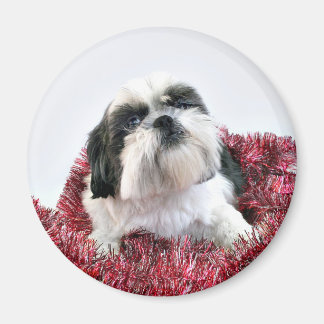 Weihnachten Shih Tzu Magnet