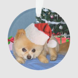 Weihnachten, Spitz-Hund, Weihnachtsmannmütze Ornament