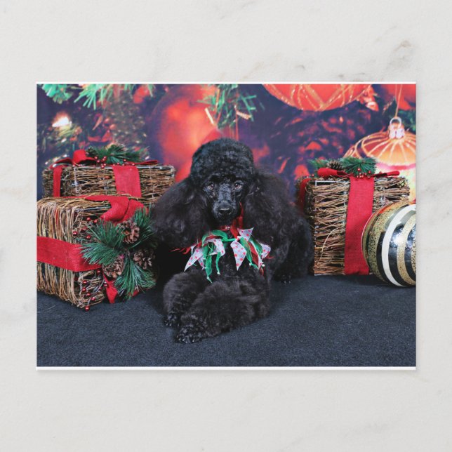 Weihnachten - Toby - Poodle (Vorderseite)