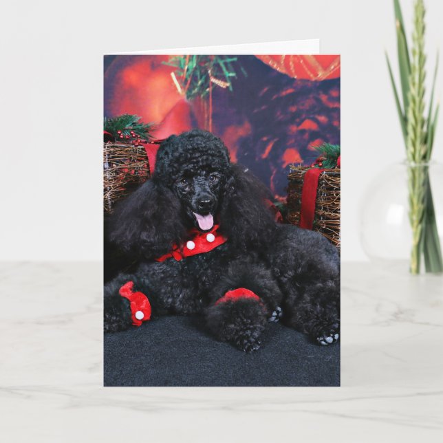 Weihnachten - Toby - Poodle (Vorderseite)