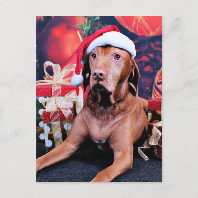 Weihnachten - Vizsla - Budda (Vorderseite)