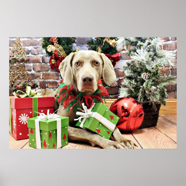 Weihnachten - Weimaraner - Lucy Poster (Vorne)