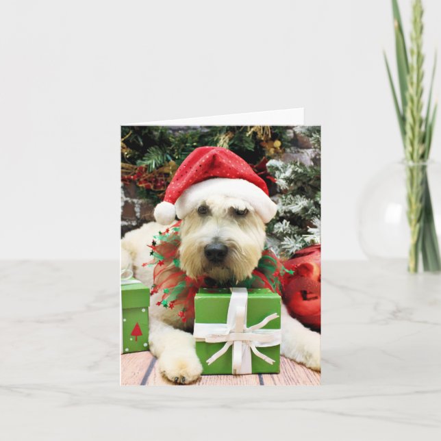 Weihnachten - Wheaten Terrier - Bailey (Vorderseite)