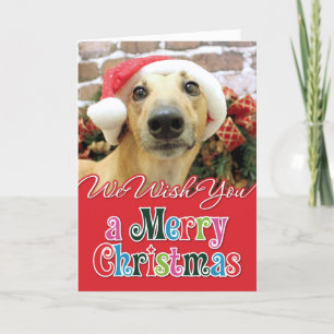 Weihnachten - Windhund - Pena