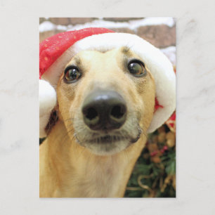 Weihnachten - Windhund - Pena
