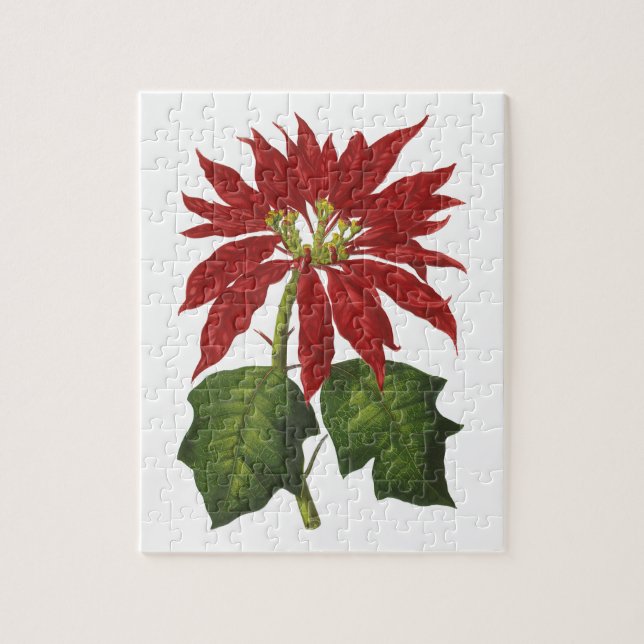 Weihnachten, Winter-Pflanze Red Poinsettia (Vertikal)