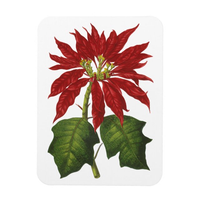 Weihnachten, Winter-Pflanze Red Poinsettia Magnet (Vertikal)