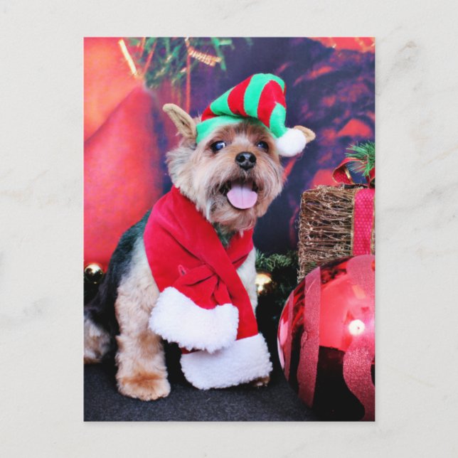 Weihnachten - Yorkie - Jake (Vorderseite)